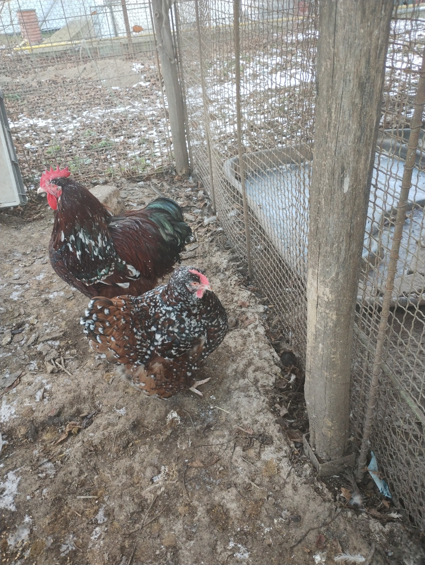 OP -Orpingtonka porcelánová